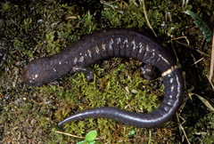 Ringtail Salamander photo 2