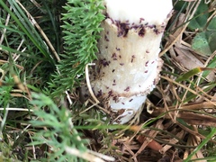 Collembola