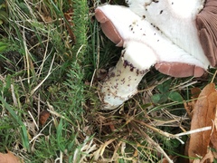 Collembola