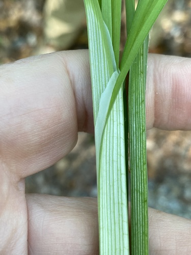 Carex radfordii