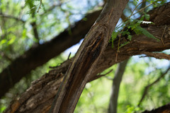 Pseudomyrmex pallidus