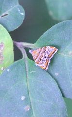 Choreutis orthogona
