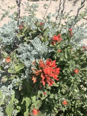 Castilleja latifolia
