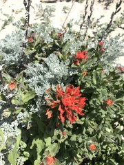 Castilleja latifolia