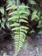 Asplenium auritum
