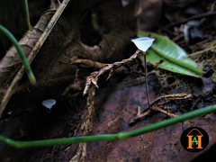 Gloiocephala epiphylla