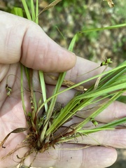 Carex austrocaroliniana