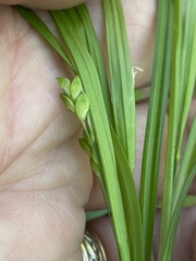 Carex oligocarpa