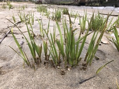 Sporobolus alterniflorus