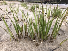 Sporobolus alterniflorus