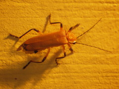 Chauliognathus cinguliventris