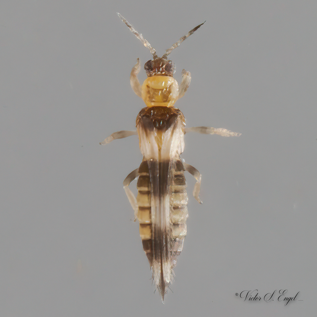 Soybean Thrips