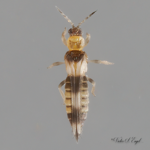 Soybean Thrips