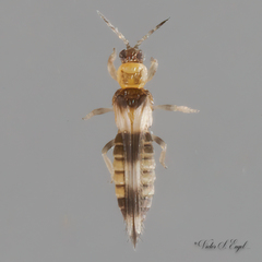 Neohydatothrips variabilis