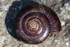 Glyptostoma gabrielense