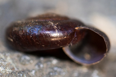 Glyptostoma gabrielense