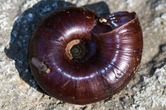 Glyptostoma gabrielense