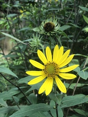 Helianthus resinosus