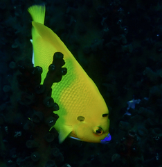 Apolemichthys trimaculatus