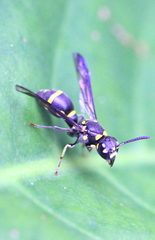 Apodynerus formosensis