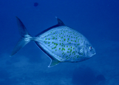 Flavocaranx bajad