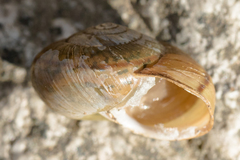 Helminthoglypta petricola