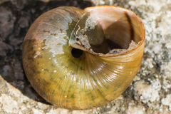 Helminthoglypta petricola