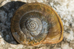 Helminthoglypta petricola