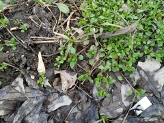 Stellaria media
