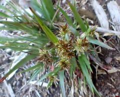 Luzula multiflora multiflora