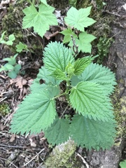 Urtica dioica