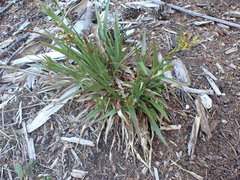 Luzula multiflora multiflora