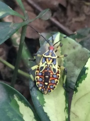 Pachylis laticornis