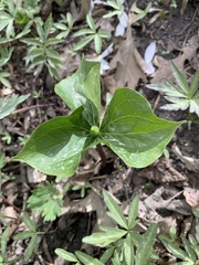 Trillium cernuum