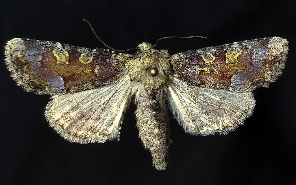 Oligia rampartensis