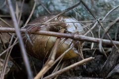 Glyptostoma gabrielense