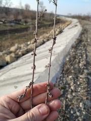Lactuca serriola