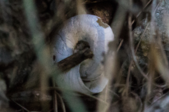 Glyptostoma gabrielense