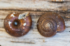 Glyptostoma gabrielense