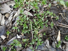 Stellaria media