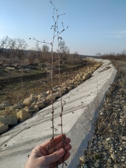 Lactuca serriola
