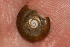 Glyptostoma gabrielense
