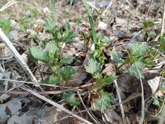 Urtica dioica