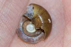 Glyptostoma gabrielense