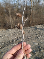 Xanthium orientale
