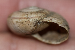 Helminthoglypta petricola