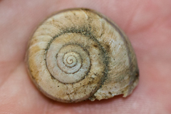 Helminthoglypta petricola