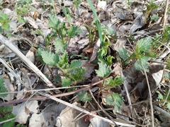 Urtica dioica