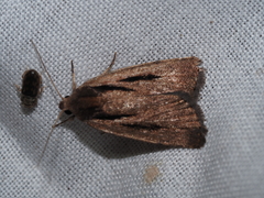 Thoracolopha acontoura