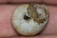 Helminthoglypta petricola